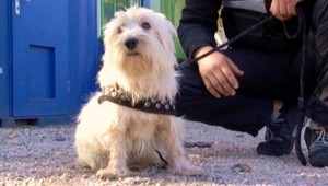 Psíka Evoka vyhodili na diaľnici, pobehoval medzi autami