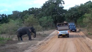 Nočná zrážka so slonom, či varan ako maznáčik. Aj o tom je exotika