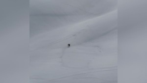VIDEO: Medveď sa ukázal na lyžiarskom svahu medzi skialpinistami