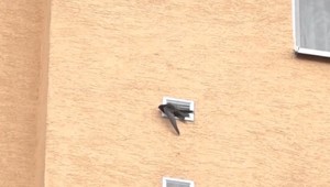 VIDEO: Kuriózna záchrana vtáka. Zásah hasičov ale prekazil dravec