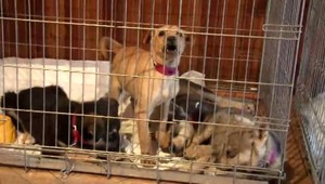 Kastrovanie pod Tatrami začalo