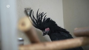 Európsky unikát zo Žiliny: Papagájovi implantovali nový zobák. Šťastný koniec sa ale nekoná