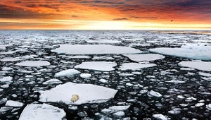Najosamelejší polárny medveď. Zviera uviazlo na ľadovej kryhe