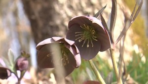 Jar je už tu. Poznáte všetky rastliny zvestujúce toto obdobie?