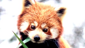 ZOO má nového obyvateľa, narodilo sa mláďa pandy červenej