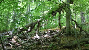 Zmizlo 12 miliónov hektárov lesa. Zodpovedá to úbytku o rozlohe 30 futbalových ihrísk za minútu