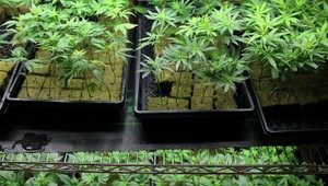 Babka polievala marihuanu. Vnúčik jej nahovoril, že je to tabak...