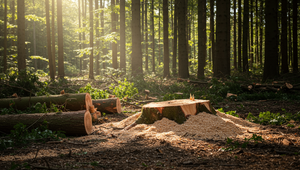 Prečo ide drevo z našich národných parkov do Rumunska? Ťažba v Tatrách sa dostala až do parlamentu