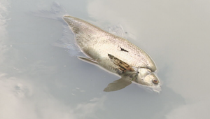 Úhyn rýb: Polícia po troch rokoch opäť obvinila zamestnanca čistiarne