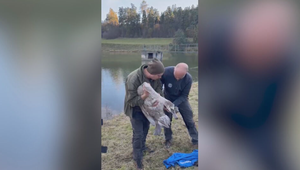 Netradičný zásah: Hasiči zachraňovali labutie mláďa so zviazanými nohami