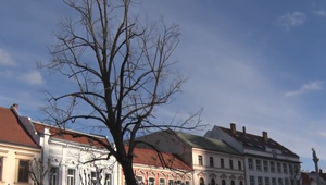 VIDEO: V Trenčíne vyschol strom, ktorý neodmysliteľne patril k tamojšiemu námestiu