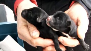 FOTO: Za dedinou pri Nitre našli čerstvo narodené šteniatka vo vreci