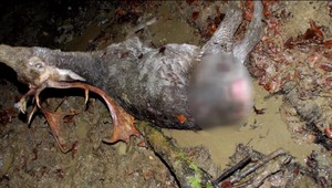 Na farme našli utýraného daniela škvrnitého. Okolnosti a zranenia zvieraťa sú zvláštne