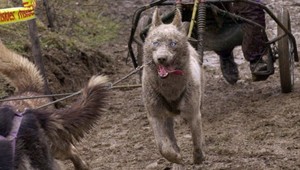 Krvilačný útok na farme: Psy roztrhali pštrosy a kengury