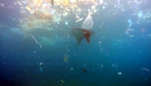 Vedcom sa podaril neuveriteľný objav. Enzým, ktorý požiera plasty