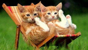 Mačiatka si z vysávača spravili ródeo!