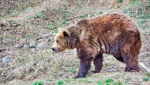 Streľba v ohrození v blízkosti domov. Poľovníci stretli medveďa