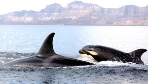 Muž v obkľúčení kosatiek, päť predátorov mu odrezalo cestu