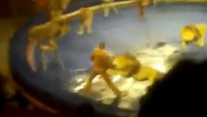 VIDEO! Panika v cirkuse: Levy takmer roztrhali krotiteľa