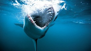 Útok žraloka! Chlapcovi (†20) odhryzol nohy