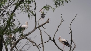 Národný park v Poloninách navštevujú bociany. Tento rok je ale všetko inak
