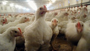 Hydinári bijú na poplach! Dovážame čoraz viac mäsa
