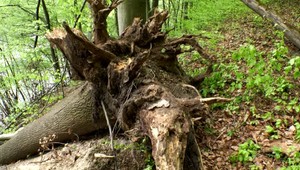 Trojica motorkárov bola na výlete. Na jedného z nich spadli počas jazdy stromy