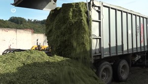 Nezvaní hostia na poliach: Úrodu poľnohospodárom ničí vysoká aj diviačia zver