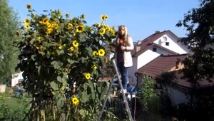 Zasadila obyčajné slnečnice, TOTO jej na záhrade vyrástlo