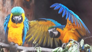 Vtáčie chlamýdie: V Európe zabili už 5 luďí,počet chorých rastie