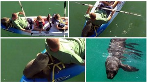 Mláďa mroža sa zviezlo na kajaku