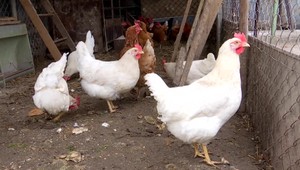 V drobnochove hydiny vo Veľkej Mači a na Orave potvrdili vírus vtáčej chrípky