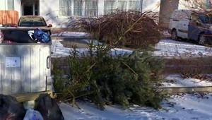 Kam so živými vianočnými stromčekmi? Mesto sa o ne postará