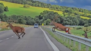 Majestátny pohľad na stádo jeleňov. Rozprávali sme sa autorom virálneho videa