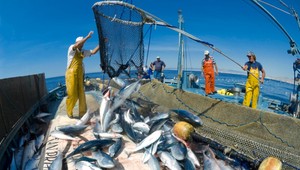 Z európskych morí vyhynie tretina rýb, uvádza štúdia. Vedci volajú po zmene