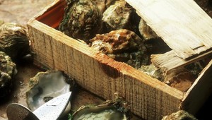 Proti zlodejom v mori budú bojovať elektronické ustrice