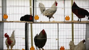 Zákaz klietkového chovu v Európskej únii sa stáva čoraz reálnejší.  A platiť by mal aj na dovoz