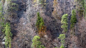 Požiar zničil nad osadou viac ako 40 hektárov porastu