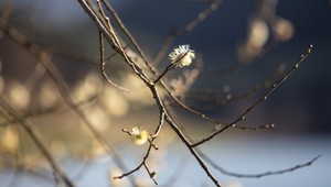 Prečo záhrady kvitnú v novembri? Nezvyčajné počasie mení sezónu