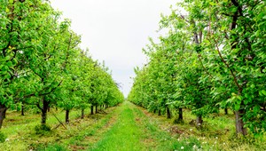 Pre nedostatok brigádnikov ovocinári nezozbierali 18 miliónov  kilogramov ovocia