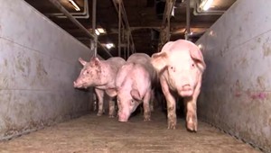 Neďaleko veľkej farmy vznikla hrozba afrického moru ošípaných