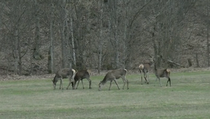 Muža prichytili pri pytliactve. Po roku padlo obvinenie a hrozí mu väzenie