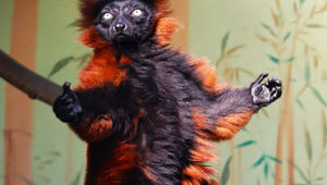 Pracovníkom ZOO Bojnice sa nad ránom podarilo chytiť lemura na úteku