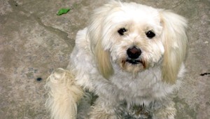 Nechutné! Pes rušil majiteľa pri futbale, zabil ho