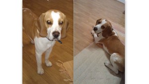 Stratil sa vám bígl? Toto môže byť on...