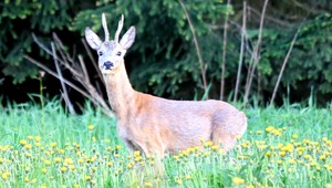 Nehoda v Prešove. Srnec skočil pred auto na rušnej križovatke v meste