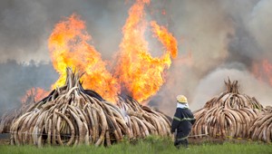 Keňa spálila rekordných 105 ton slonoviny na protest proti pytliactvu