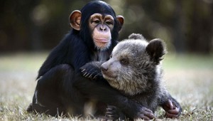 Netradičné priateľstvá. Šimpanz si zamiloval grizzlyho