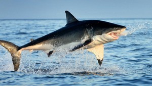 Krvavý útok v svetovej metropole. Ženu v prístave napadol žralok