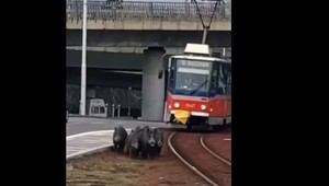 VIDEO: Po električkovom koľajisku sa prechádzala rodinka diviakov